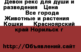 Девон рекс для души и разведения › Цена ­ 20 000 - Все города Животные и растения » Кошки   . Красноярский край,Норильск г.
